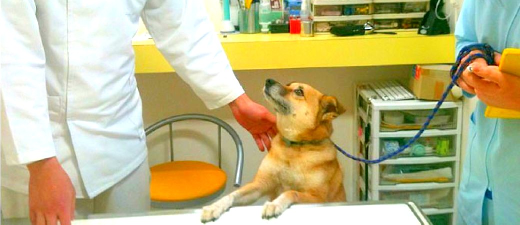 動物病院で里親希望者を待つ犬